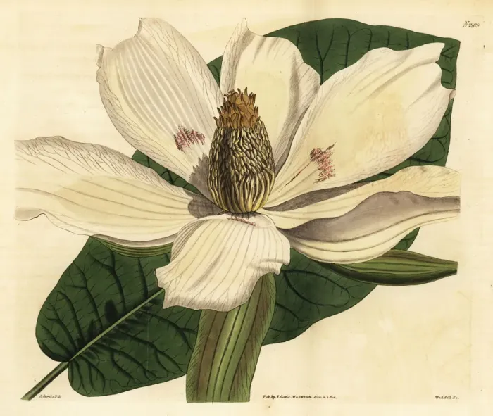 Framed Print : Bigleaf magnolia, Magnolia macrophylla Framed Print : Bigleaf magnolia, Magnolia macrophylla