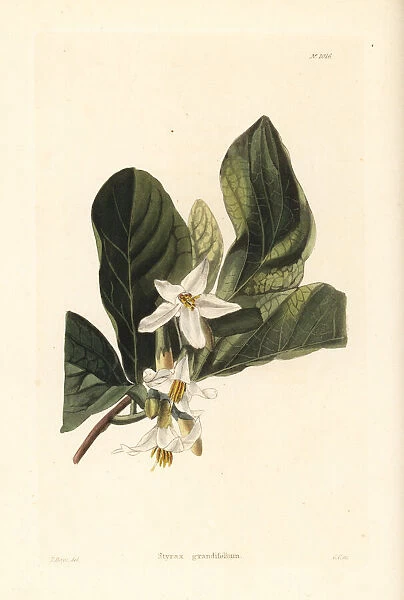 Bigleaf snowbell or storax, Styrax grandifolium