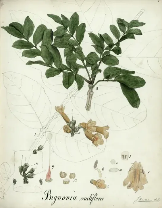 Framed Print : Bignonia cauliflora Framed Print : Bignonia cauliflora