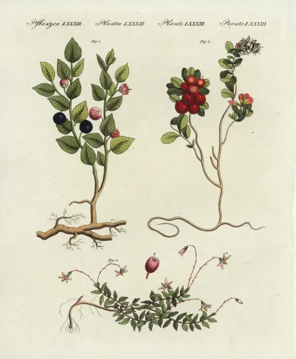 Framed Print : Bilberry, cowberry and cranberry Framed Print : Bilberry, cowberry and cranberry