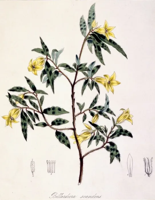 Framed Print : Billardiera scandens, apple-berry Framed Print : Billardiera scandens, apple-berry
