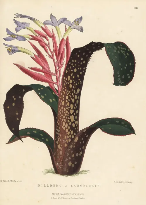 Framed Print : Billbergia saundersii, bromeliad native to Brazil Framed Print : Billbergia saundersii, bromeliad native to Brazil