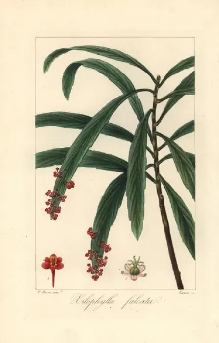 Framed Print : Billbush or mutton porridge, Phyllanthus epiphyllanthus Framed Print : Billbush or mutton porridge, Phyllanthus epiphyllanthus