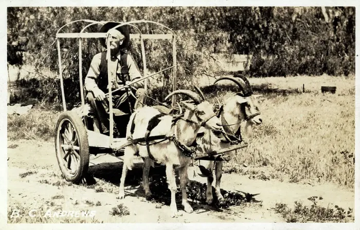 Framed Print : Billings, Montana, USA - Old Timer and his two-goat cart Framed Print : Billings, Montana, USA - Old Timer and his two-goat cart