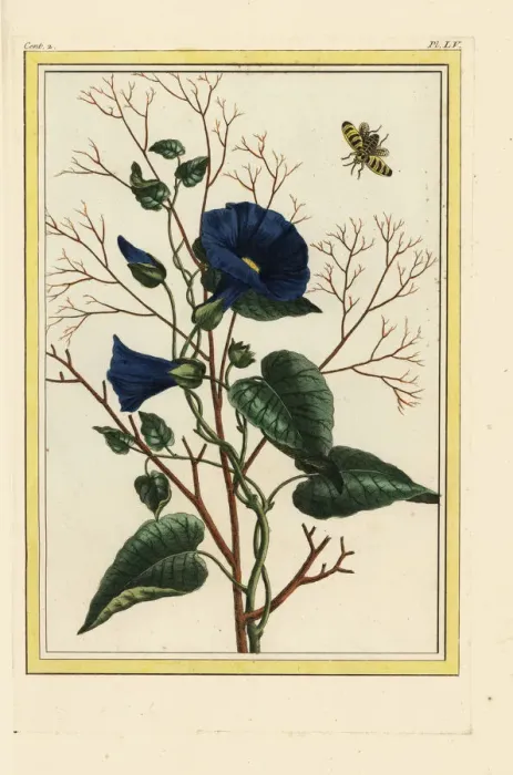 Framed Print : Bindweed or morning glory, Convolvulus species Framed Print : Bindweed or morning glory, Convolvulus species
