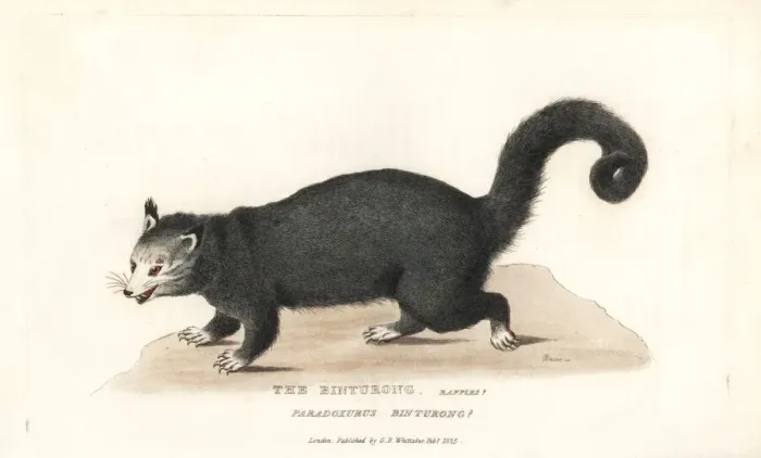 Framed Print : Binturong or bearcat, Arctictis binturong. Vulnerable Framed Print : Binturong or bearcat, Arctictis binturong. Vulnerable