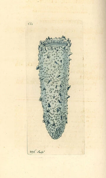 Bioluminescent pyrosome, Pyrosoma atlanticum