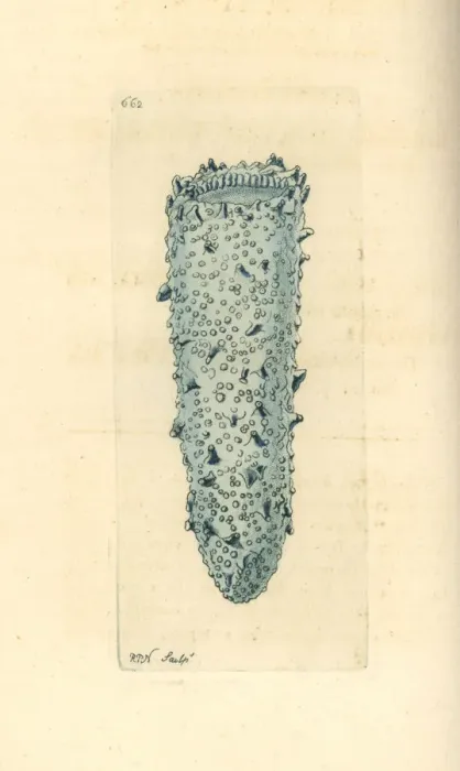 Framed Print : Bioluminescent pyrosome, Pyrosoma atlanticum Framed Print : Bioluminescent pyrosome, Pyrosoma atlanticum