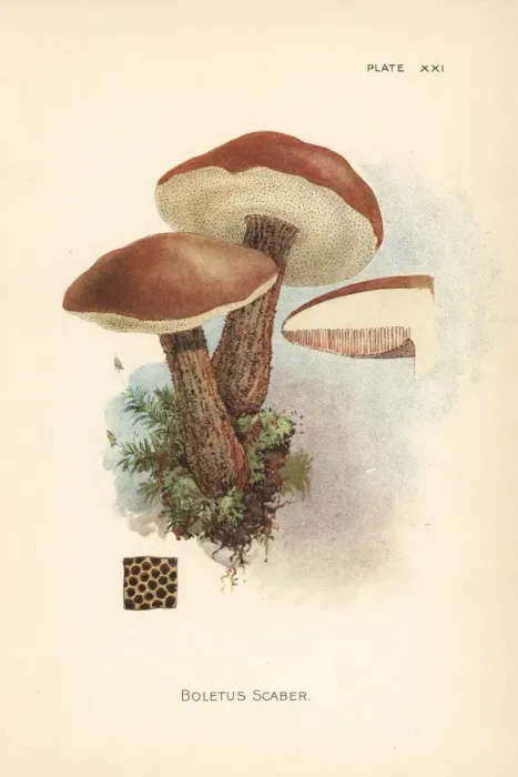 Framed Print : Birch bolete, Leccinum scabrum Framed Print : Birch bolete, Leccinum scabrum