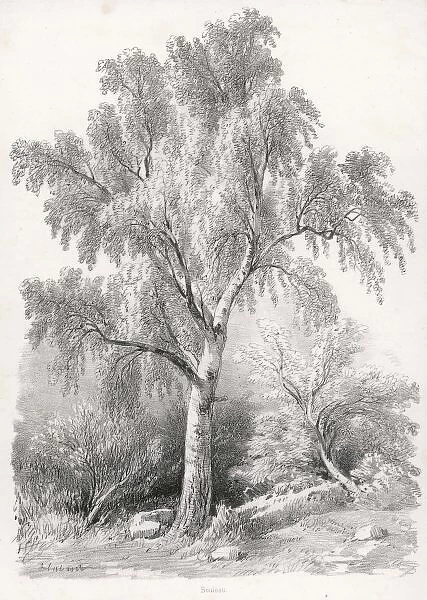BIRCH TREE. Study of a birch