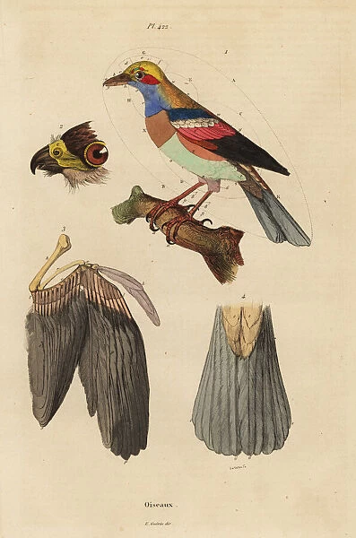 Bird anatomy, beak, wing, tail, feathers