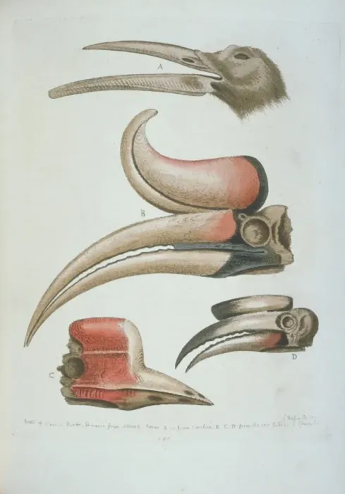 Framed Print : Detail of bird beaks Framed Print : Detail of bird beaks