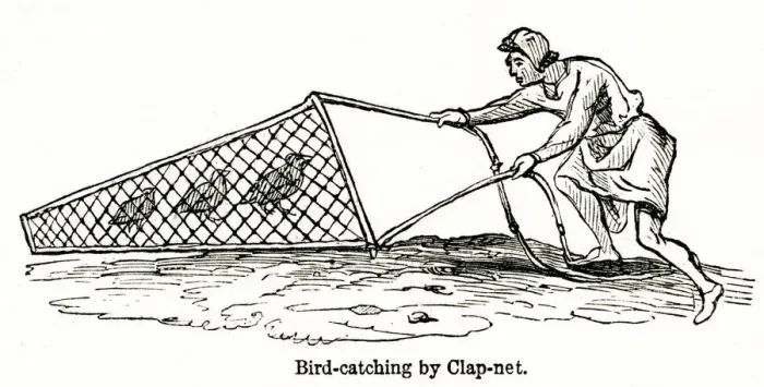 Framed Print : Bird catching by clap-net Framed Print : Bird catching by clap-net
