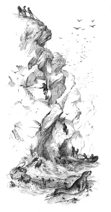 Framed Print : Bird catching in the Faroe Islands