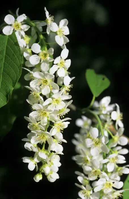 Framed Print : Bird cherry flowering - typical plant on banks Framed Print : Bird cherry flowering - typical plant on banks