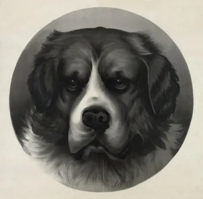 Framed Print : Bird dog - Bruno, 5 Framed Print : Bird dog - Bruno, 5