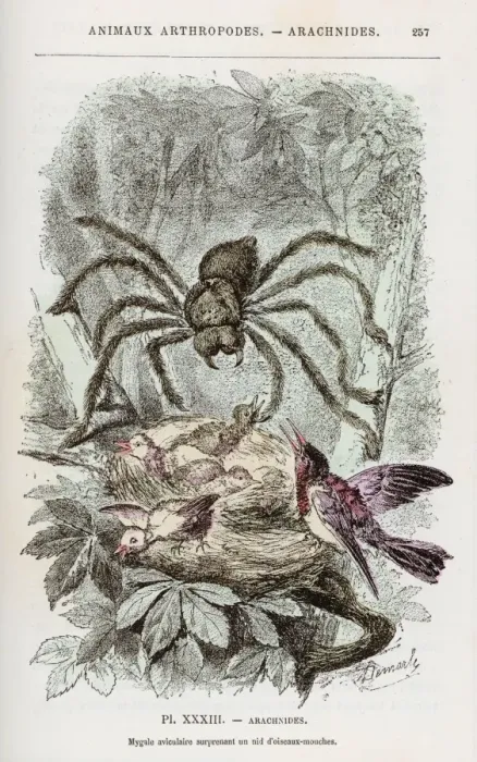 Framed Print : Bird-Eating Spider C1870 Framed Print : Bird-Eating Spider C1870