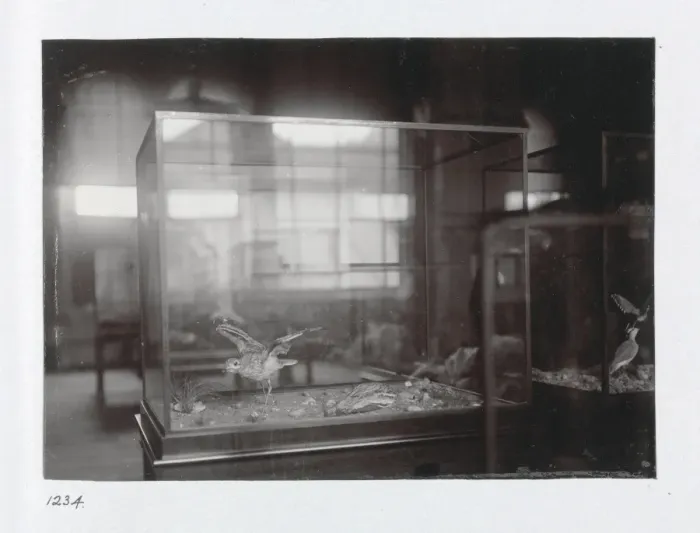 Framed Print : The Bird Gallery at The Natural History Museum, London. 1944 Framed Print : The Bird Gallery at The Natural History Museum, London. 1944