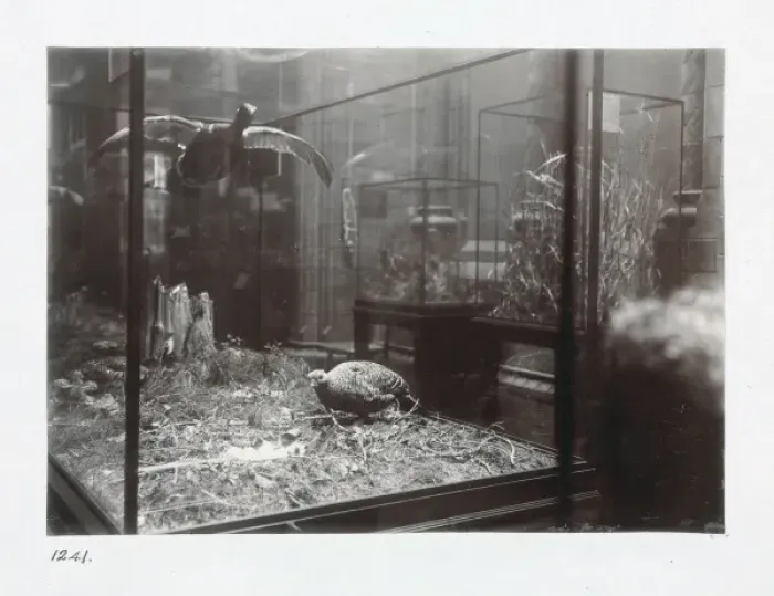 Framed Print : The Bird Gallery at The Natural History Museum, London. 1944 Framed Print : The Bird Gallery at The Natural History Museum, London. 1944