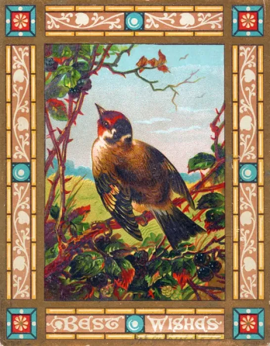 Framed Print : Bird on a greetings card Framed Print : Bird on a greetings card
