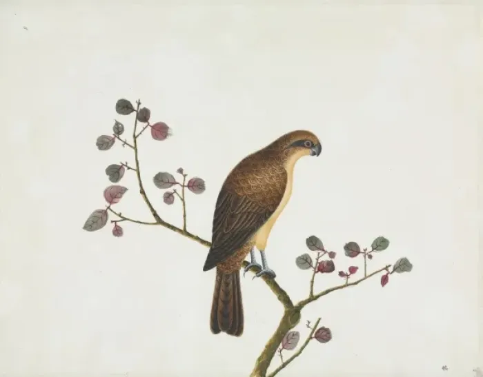 Framed Print : Bird illustration Framed Print : Bird illustration