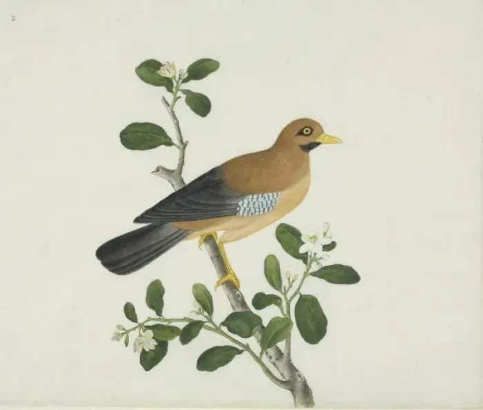 Framed Print : Bird illustration Framed Print : Bird illustration