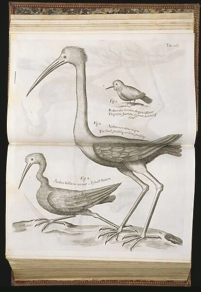 Bird illustration from Sir Hans Sloanes Natural History of