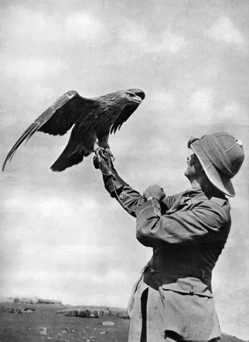 Framed Print : Bird life in Salonika: officer and golden eagle Framed Print : Bird life in Salonika: officer and golden eagle
