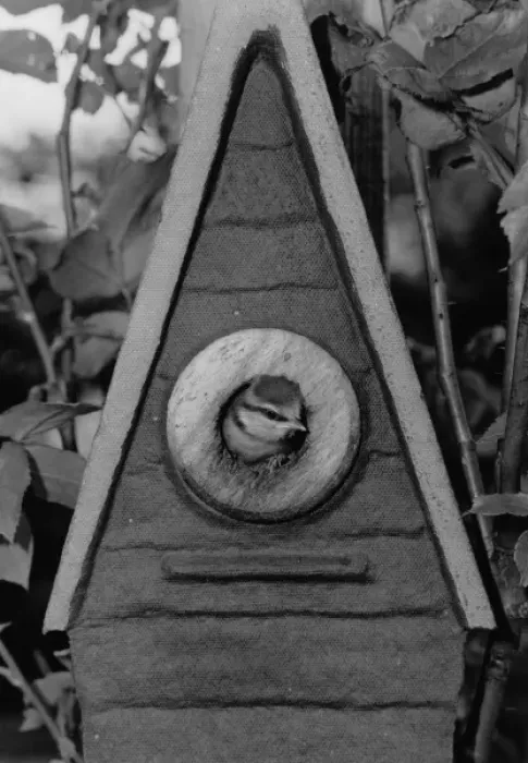 Framed Print : Bird looking out of a nesting box Framed Print : Bird looking out of a nesting box