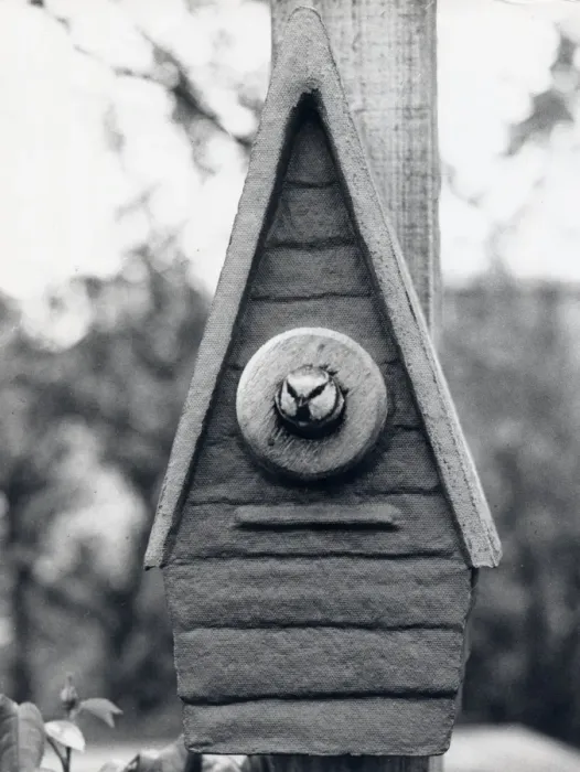 Framed Print : Bird looking out of a nesting box Framed Print : Bird looking out of a nesting box