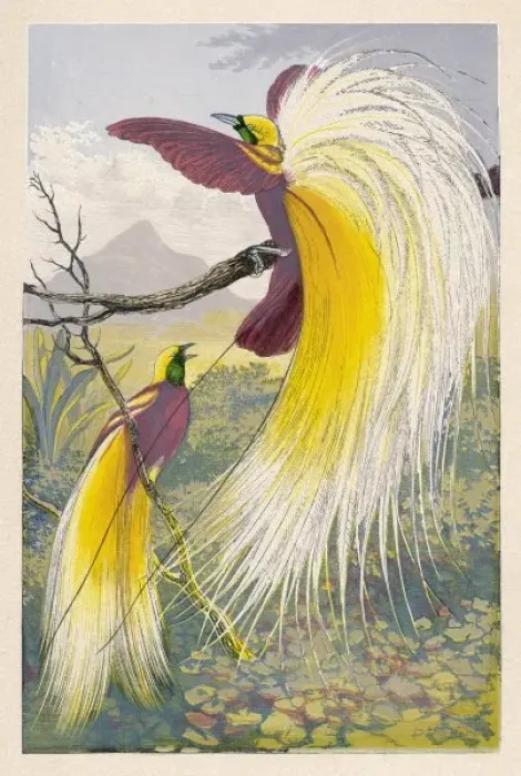 Framed Print : Bird of Paradise Framed Print : Bird of Paradise