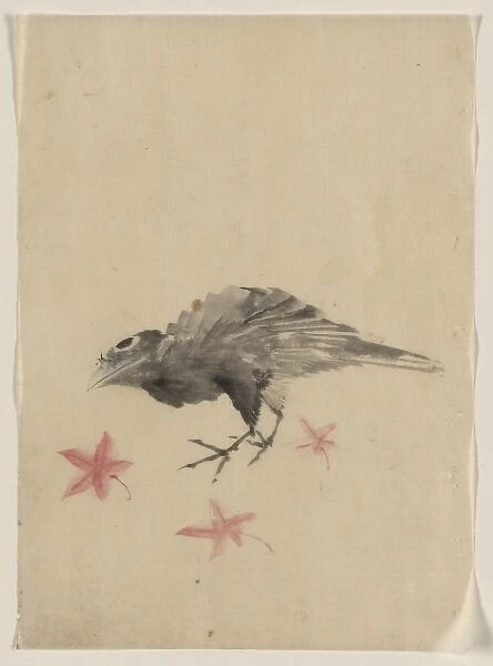 A bird, possibly crow or raven, facing left, standing among