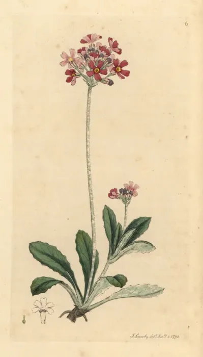 Framed Print : Bird s-eye primrose, Primula farinosa Framed Print : Bird s-eye primrose, Primula farinosa