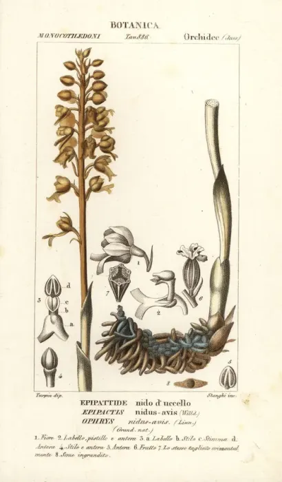 Framed Print : Bird s-nest orchid, Neottia nidus-avis Framed Print : Bird s-nest orchid, Neottia nidus-avis