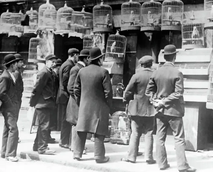 Framed Print : Bird seller, London, early 1900s Framed Print : Bird seller, London, early 1900s