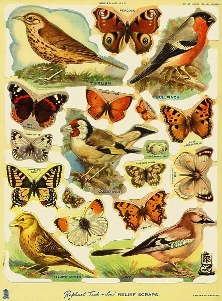 Birds & butterflies scraps