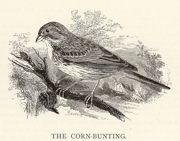 Birds / Corn Bunting. CORN BUNTING (Emberiza miliaria) Also known as the Bunting Lark or