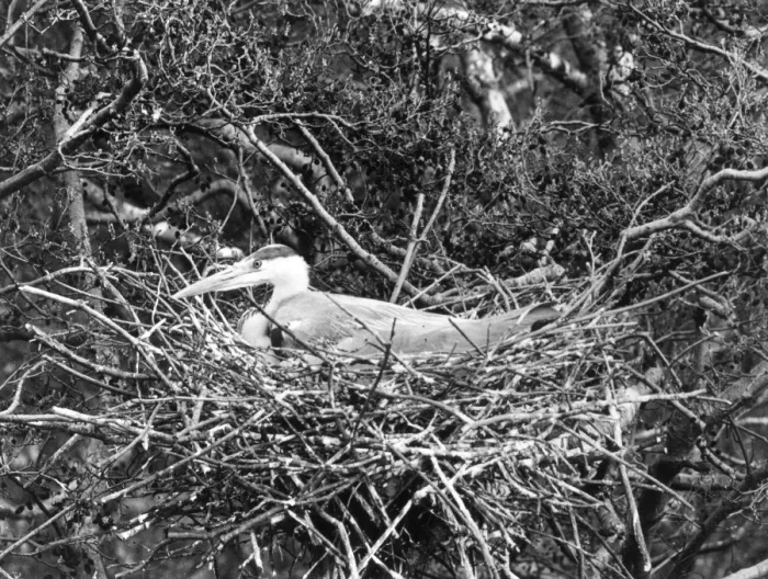 Framed Print : Birds / Heron Framed Print : Birds / Heron
