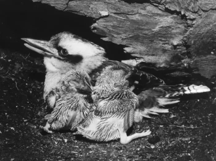 Framed Print : Birds / Kookaburra Framed Print : Birds / Kookaburra