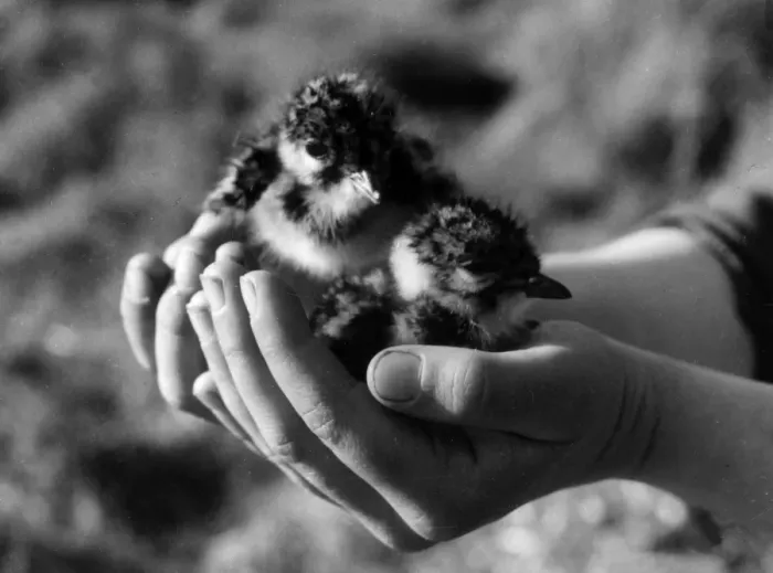 Framed Print : Birds / Lapwing Chicks Framed Print : Birds / Lapwing Chicks