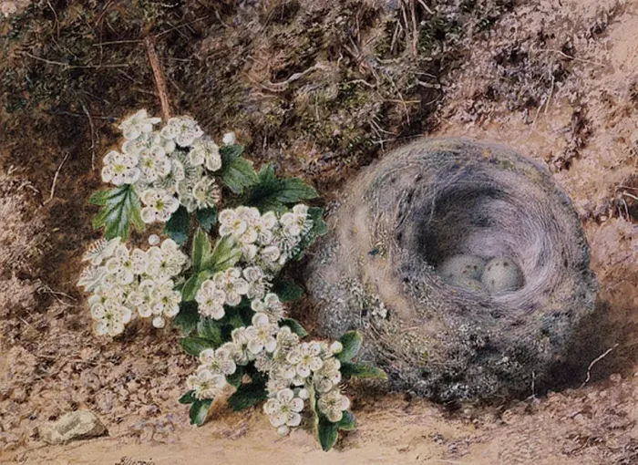 : Birds Nest and Hawthorn : Birds Nest and Hawthorn