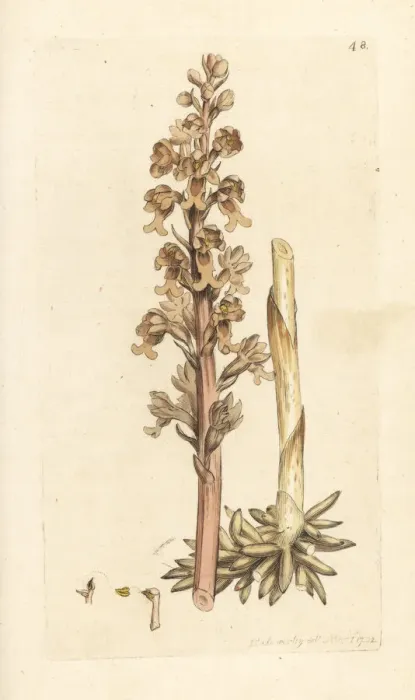 Framed Print : Birds nest orchid, Neottia nidus-avis Framed Print : Birds nest orchid, Neottia nidus-avis