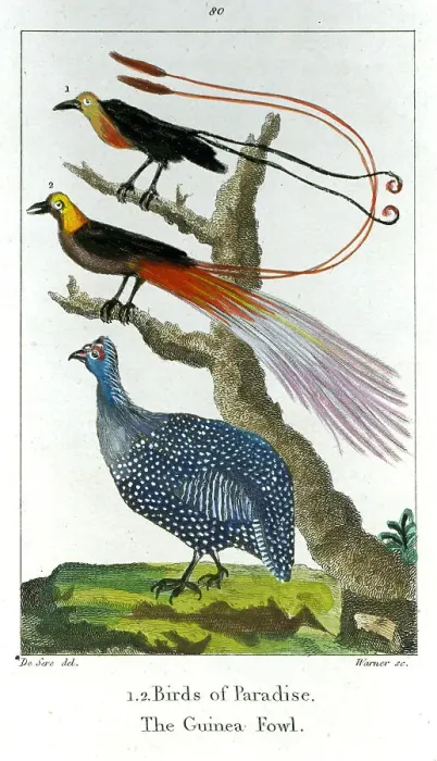 Framed Print : Birds of Paradise and Guinea Fowl Framed Print : Birds of Paradise and Guinea Fowl