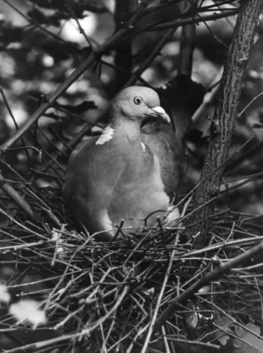 Framed Print : Birds / Pigeon Framed Print : Birds / Pigeon