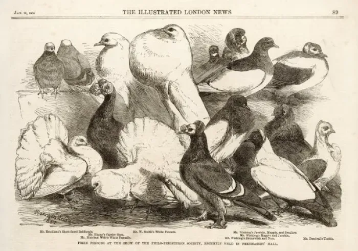 Framed Print : Birds / Pigeons Framed Print : Birds / Pigeons