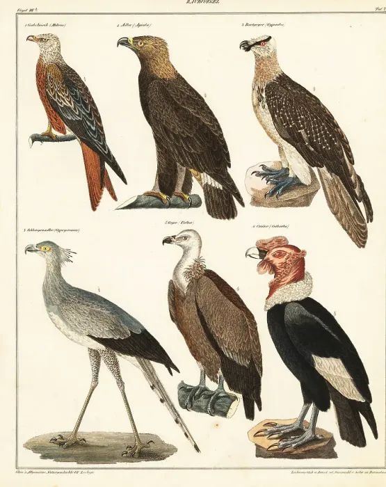 Framed Print : Birds of prey Framed Print : Birds of prey
