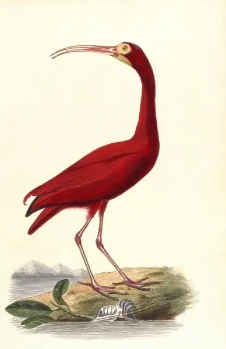 Framed Print : Birds  /  Red Ibis