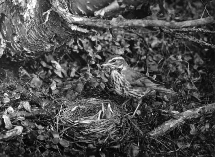 Framed Print : Birds / Redwing Framed Print : Birds / Redwing