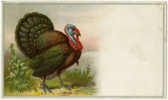 Framed Print : Birds / Turkeys C1890 Framed Print : Birds / Turkeys C1890