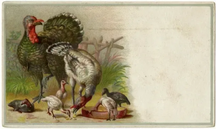 Framed Print : Birds / Turkeys & Young Framed Print : Birds / Turkeys & Young